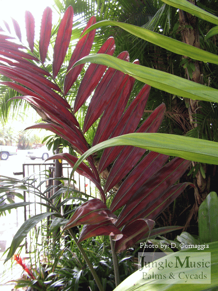  A newly emerging red leaf of Chambeyronia macrocarpa in a garden setting. 