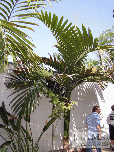  Trunk of sun grown plant; note the brown trunk