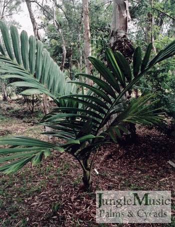  Palm just starting form trunk, green in color