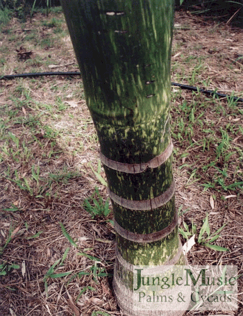  Plant with a small amount of watermelon showing