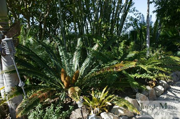  Encephalartos lebomboensis