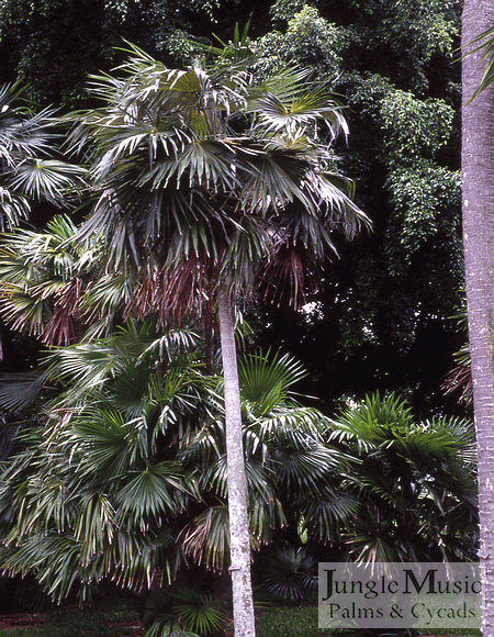  Coccothrinax barbadensis