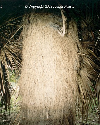  Coccothrinax crinita, shaggy like an old man's beard.