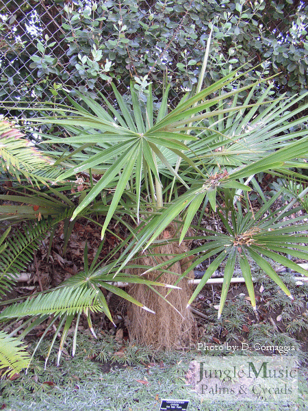  Coccothrinax crinita