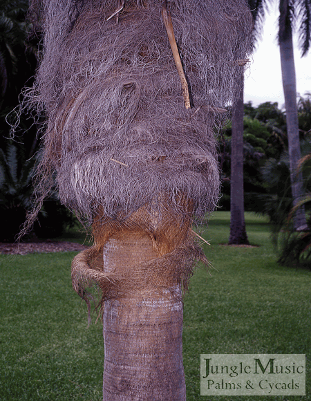  Coccothrinax crinita