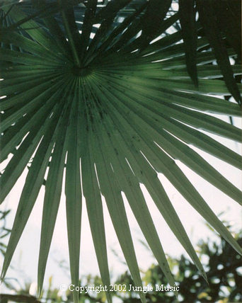 Coccothrinax sp., detail 
