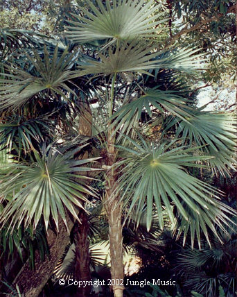  Coccothrinax sp 
