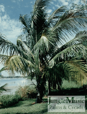  Young Coconut Palm