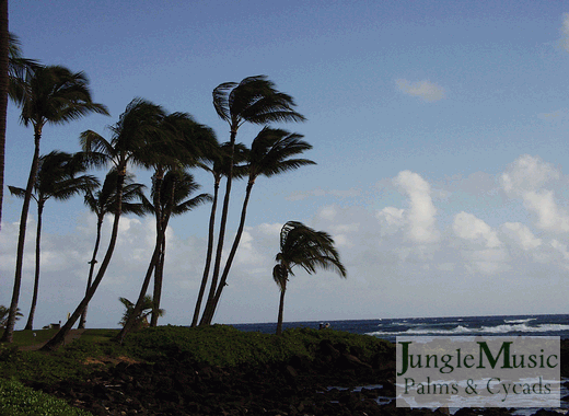  Coconut Palms