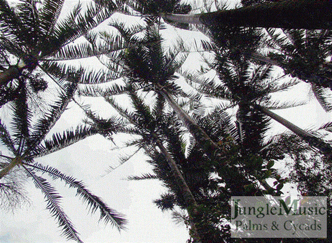  Cocos nucifera, very tall Coconut Palms