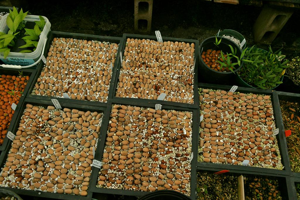  Community Flats cycad seeds