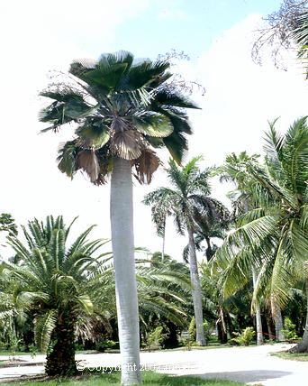  Copernicia baileyana with its prominent light colored, sturdy trunk