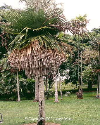  Copernicia macroglossa