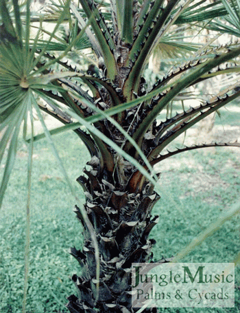  Copernicia tectorum