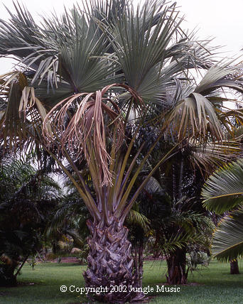  Corypha umbraculifera 
