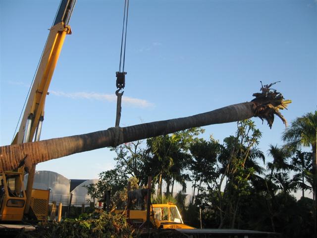  Large palm being moved by a crane