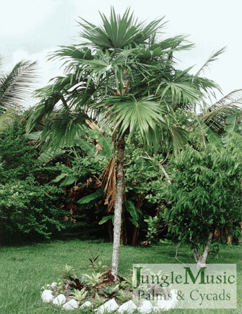 

Cryosophylla species: A beautiful fan palm with a thin trunk and silver color to the underside of the leaves.  Like strong filtered light or sun along the coast.  Many species will take 28 degrees.
