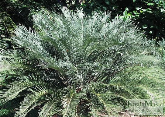  Cycas angulata