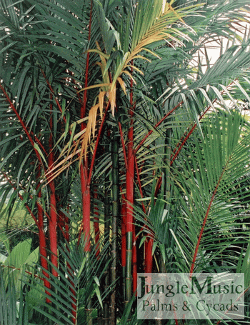  Cyrtostachys renda