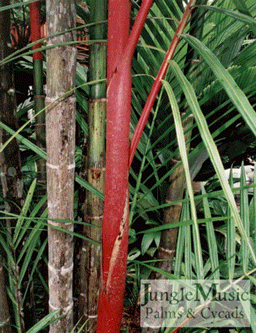 Red colored crown shaft in a different
genus, Cyrtostachys renda