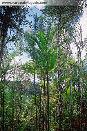  Dypsis psammophila:

This is a slow/moderate growing palm from Madagascar.  It has a white crown shaft, and a dark green to blackish trunk.   It’s multistemmed and has slender stems.  It is hardy down to about 26-27 degrees and prefers filtered light.  Height of about 10 feet in Southern California