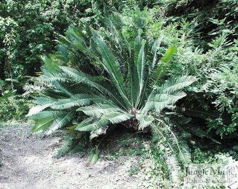  Dioon edule type