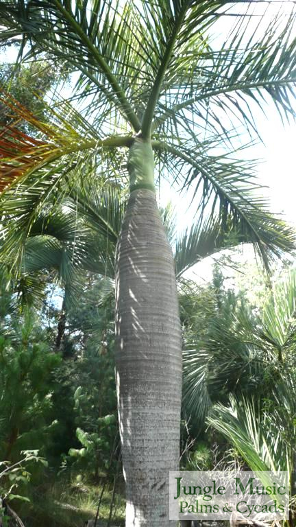  Dypsis decipiens