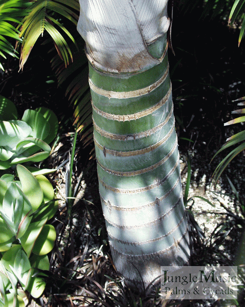  Dypsis ambositrae