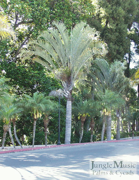  Dypsis decaryi, the Triangle Palm, in Balboa Park, San Diego, CA