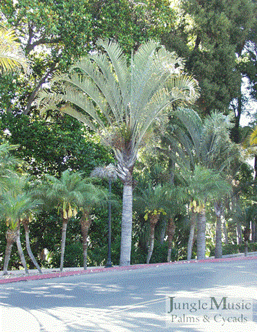 

Dypsis decaryi:  The Triangle Palm will take down to about 28 degrees and is unique with its swirl of leave bases making the triangle.  It likes full sun and heat.  Height to about 25 feet in Southern California.
