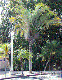 Dypsis decaryi