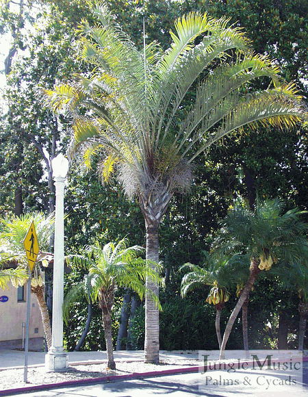  Another public planting of Dypsis decaryi