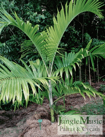 

Dypsis lanceolata:

This is a graceful and beautiful palm.  It is multi-stemmed and colorful with white, green, peach, red and brown colors gracing the trunk and crown.  It is cold tolerant down to about 25 degrees.  This palm only gets about 15 feet in Southern California.
