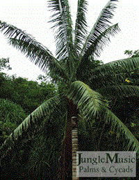 Dypsis lastelliana