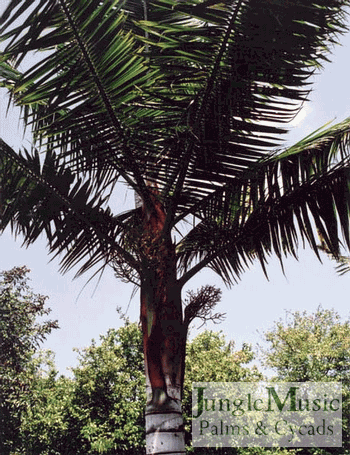  Dypsis leptocheilos, the Teddy Bear Palm.  This medium sized Dypsis deserves special mention because it is really a unique and beautiful species.  It has a rather thin, silver, prominently ringed trunk and an orange-brown, fuzzy crown shaft.  Thus, the name "Teddy Bear Palm".  It has some degree of cold hardiness and doesn't get too large.  People are easily attracted to this species because of it's unique beauty.