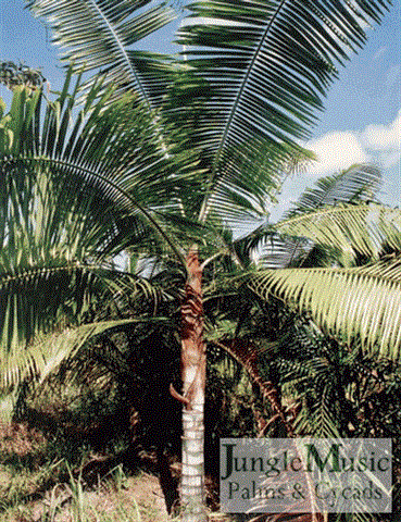 

Dypsis leptocheilos:

The “teddy bear palm” will tolerate about 25-26 degrees.  It takes full sun, and is fairly heat tolerant (if kept watered). It’s ultimate height is about 25 feet in Southern California.
