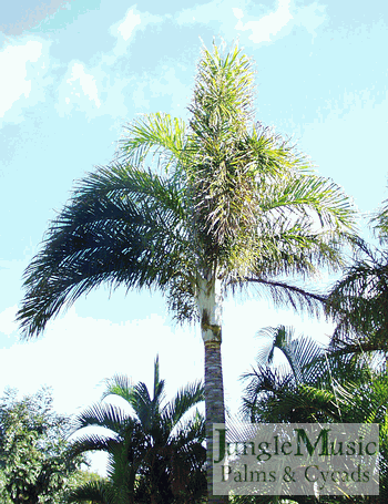  Dypsis madagascariensis:

This is a moderate to fast growing palm from Madagascar.  It has a white crown shaft and plumose leafs.  Depending on cultivar/type it can be either single or multi-stemmed.  It is hardy down to about 24-25 degrees and is sun/heat tolerant.  Height of about 25-30 feet in Southern California