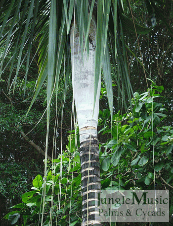  Dypsis saintlucei