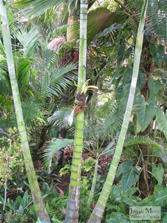  Dypsis onilahensis