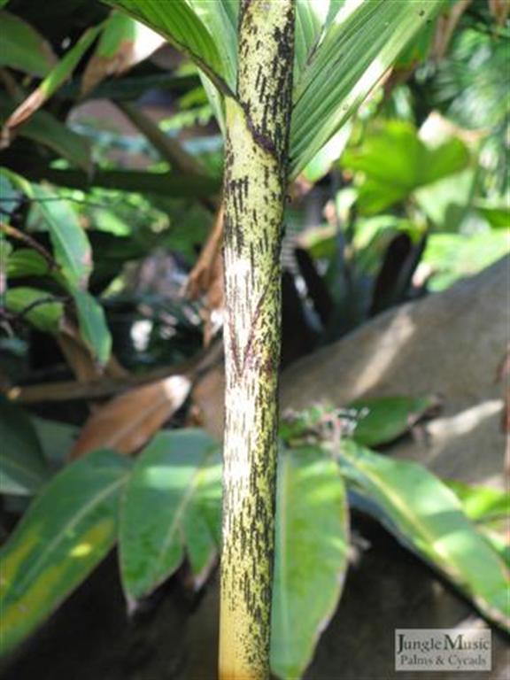  Dypsis sp. like florencei