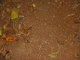  Typical appearance of a sandy soil although you are not sure until you dig your hole.  Note how rock and sand are evident.