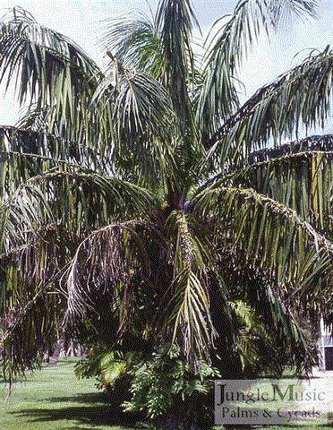  Elaesis guineensis, a type of Oil Palm