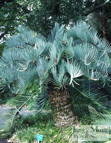  Encephalartos eugene-maraisii