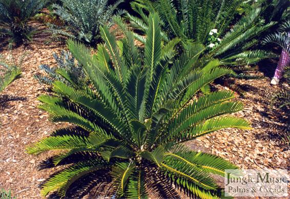  Encephalartos longifolius