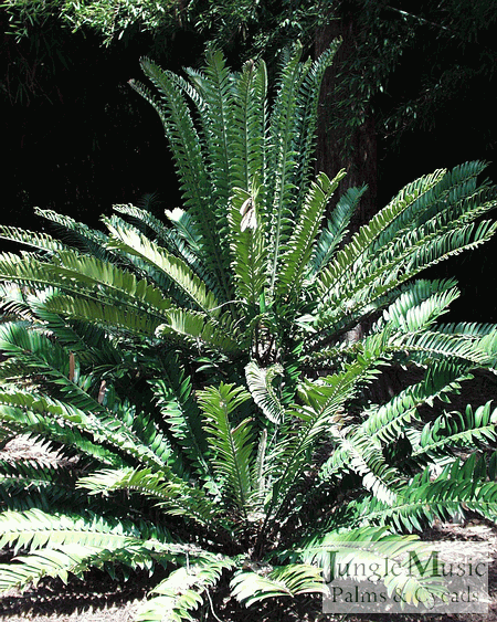  Encephalartos natalensis, a lush species