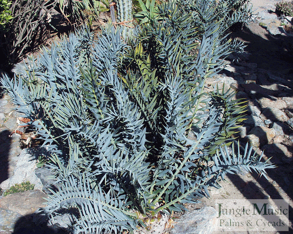 Encephalartos trispinosus showing waxy coat 