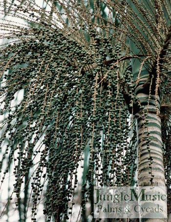  A look at the trunk and green seeds of Euterpe edulis. Many readers might have heard of the recent craze over the "Acai" berry drinks.  This is made from the seeds of a Euterpe species.