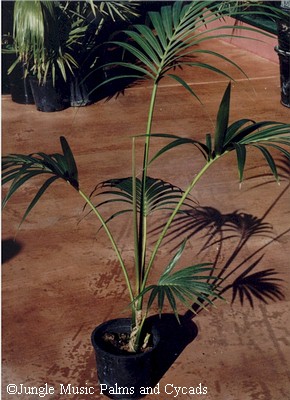 Excessively stretched out Howea forsteriana
grown in deep shade.  In brighter light it will be much more compact.