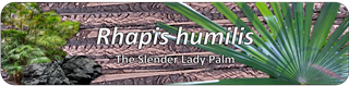 RHAPIS HUMILIS THE SLENDER LADY PALM