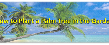 featured-image
